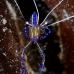shrimp_cleaner_pederson_dome_nwp_v_0076_tci2024.jpg